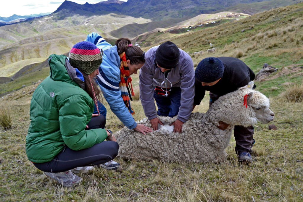 169. Visita De Campo P.118 (voluntarias Conociendo La Calidad De Fibra De La Alpaca)